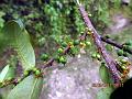 Edible Leaf Eurya
